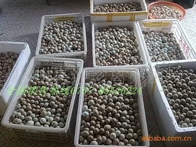 供應瀘州珍珠雞種苗德陽珍珠雞種苗綿陽珍珠雞種苗批發價格圖片_高清圖_細節圖